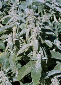 Stachys byzantina 'Cotton Boll'